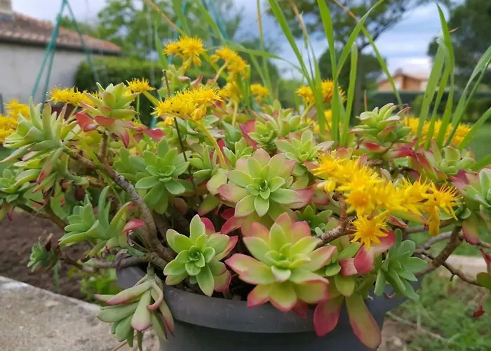 En Sud Ardèche Ruoms